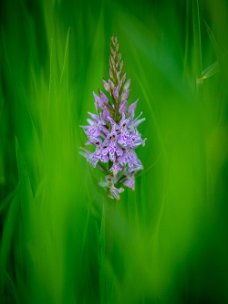 GVH_1126 Orchis