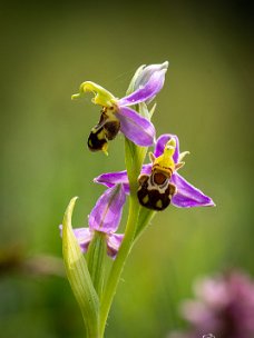 GVH_1402 Bijenorchis