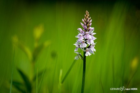 GVH_1487 Orchis