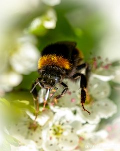 GVH_0573 Hommel