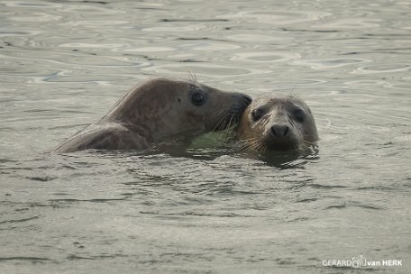 GVH_0208 Grijze Zeehond