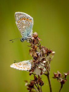 GVH_0864 Icarusblauwtjes