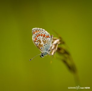 GVH_0890 Icarusblauwtje