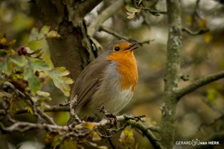 GVH_9015 Roodborst